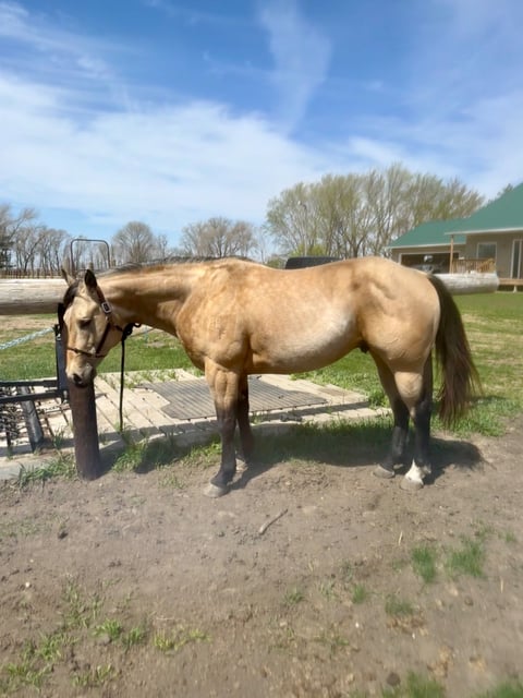 BLACKBURNS OAK FROST - Thumbnail 8