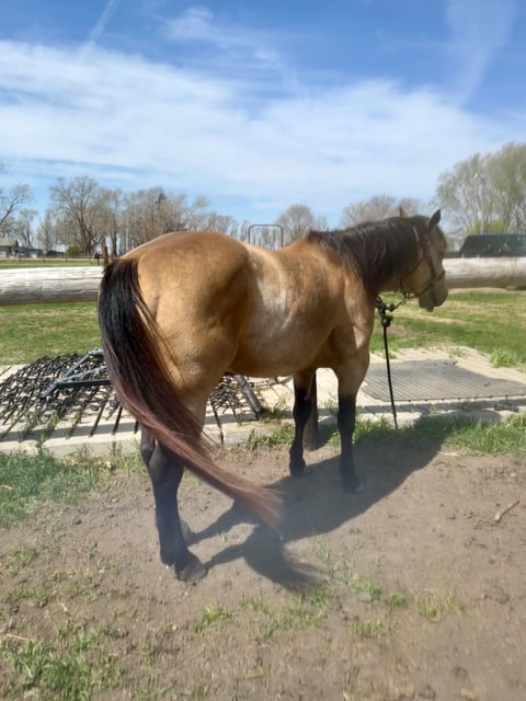 BLACKBURNS OAK FROST - Thumbnail 9