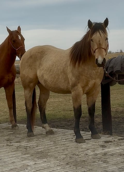 BLACKBURNS OAK FROST - Thumbnail 11