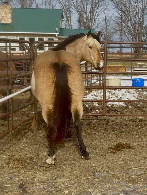 BLACKBURNS OAK FROST - Thumbnail 15