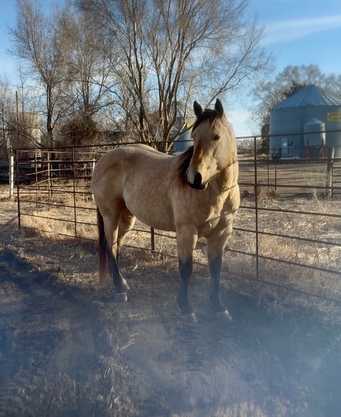 BLACKBURNS OAK FROST - Thumbnail 16