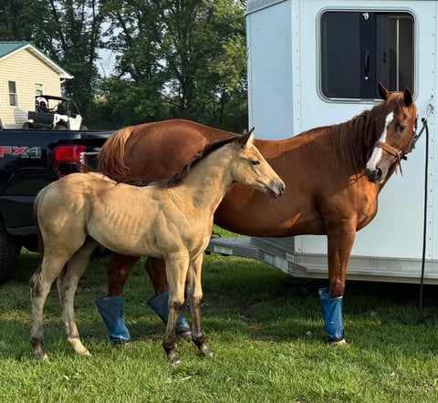 BLACKBURNS OAK FROST - Thumbnail 19