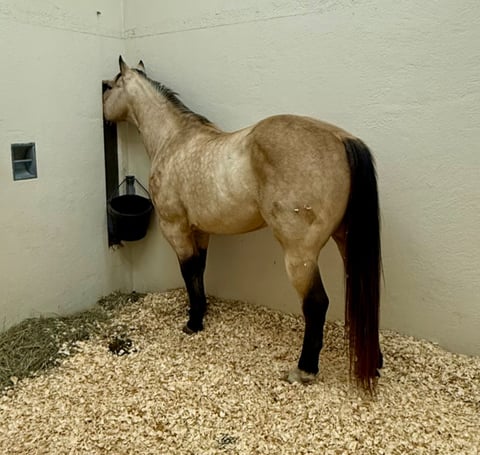 BLACKBURNS OAK FROST - Thumbnail 10