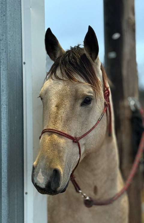 BLACKBURNS OAK FROST - Thumbnail 1