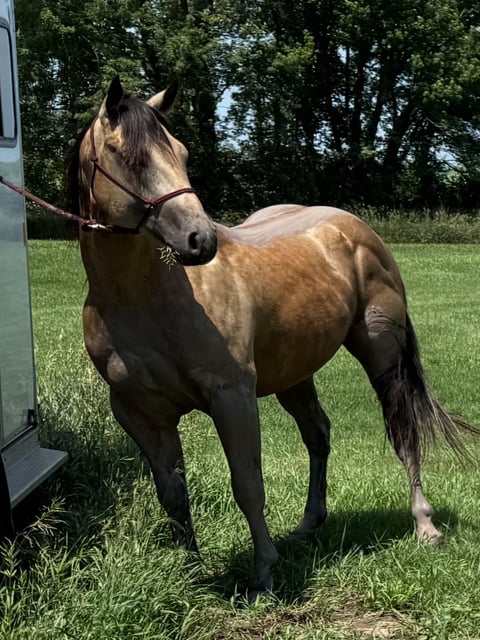 BLACKBURNS OAK FROST - Thumbnail 13