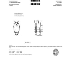 BF HELLSAWHISKYROSE - Thumbnail 6