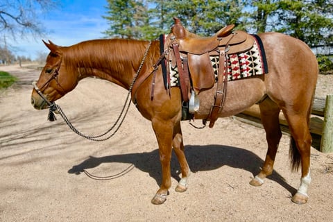Spanish Rein - Photo 1