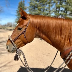 Spanish Rein - Thumbnail 2