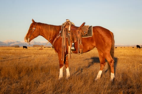 Catalenasdance - Thumbnail 1