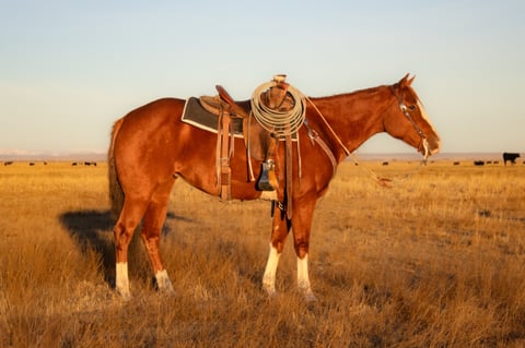 Catalenasdance - Thumbnail 2