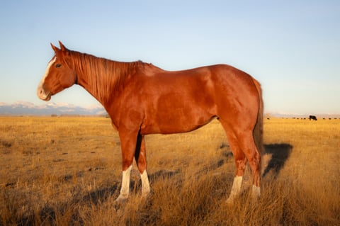 Catalenasdance - Thumbnail 3