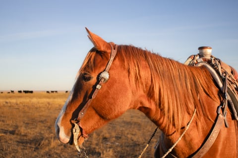 Catalenasdance - Thumbnail 5