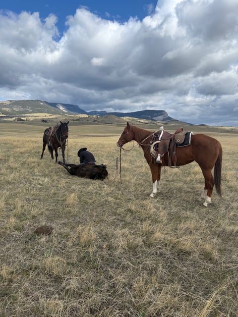 Catalenasdance - Thumbnail 8