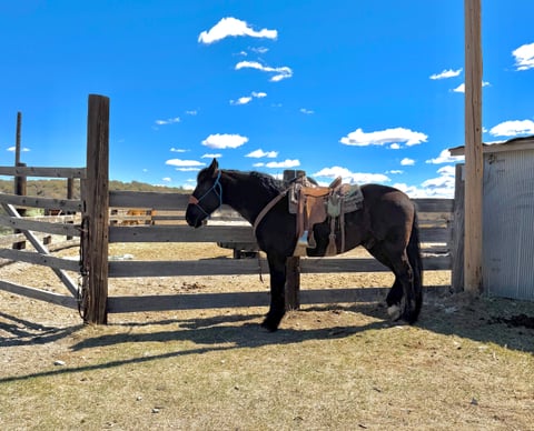 Thumper - Thumbnail 2