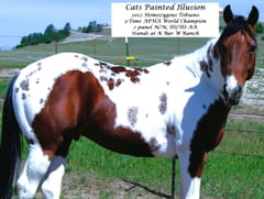 Cats Painted Illusion - Thumbnail 5