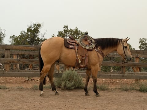 PLP Go Smokem Guy - Photo 1