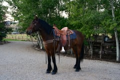 Charley - Thumbnail 1