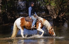Hondo - Thumbnail 2