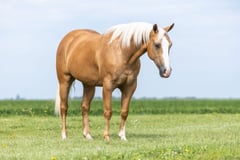 PETES GOLDEN SPUR - Thumbnail 6