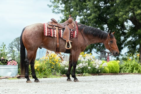 MF METALLIC COWBOY - Photo 1