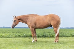 PETES GOLDEN SPUR - Thumbnail 3
