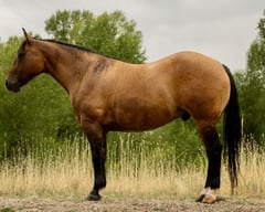 MRD Guy Bucked Barb - Thumbnail 1