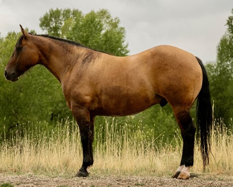 MRD Guy Bucked Barb - Photo 1