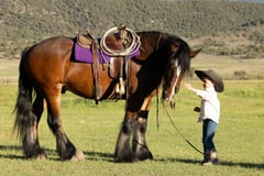 Holley West's Will Scarlett - Thumbnail 1