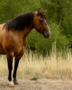 MRD Guy Bucked Barb - Thumbnail 2