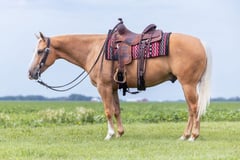 PETES GOLDEN SPUR - Thumbnail 5