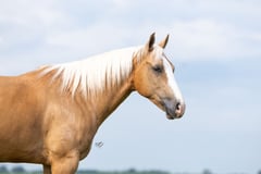 PETES GOLDEN SPUR - Thumbnail 7