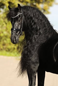 Aart Fan Osterberg - Thumbnail 2