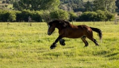 Holley West's Will Scarlett - Thumbnail 6