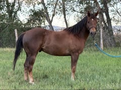 Roos Prince - Thumbnail 4