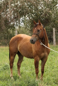 Roos Prince - Thumbnail 2