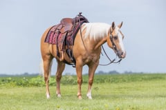 PETES GOLDEN SPUR - Thumbnail 4