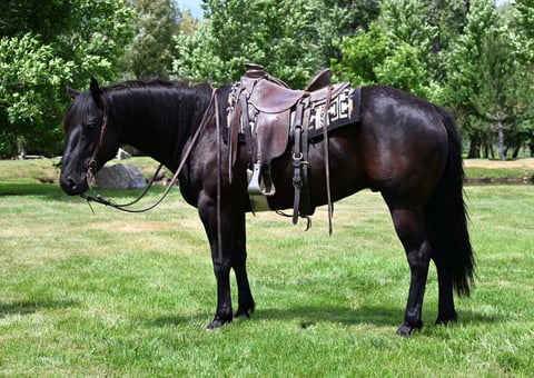 Saber Nighthorse - Photo 1