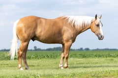 PETES GOLDEN SPUR - Thumbnail 2