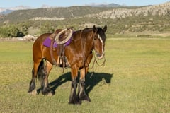 Holley West's Will Scarlett - Thumbnail 9
