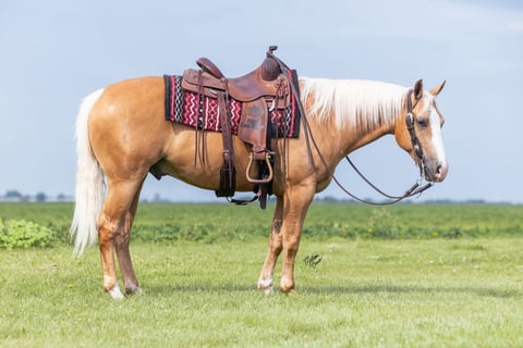 PETES GOLDEN SPUR