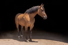 Dually - Thumbnail 7