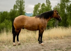 MRD Guy Bucked Barb - Thumbnail 8