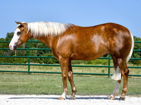 WR Whiz N Chex - Photo 1