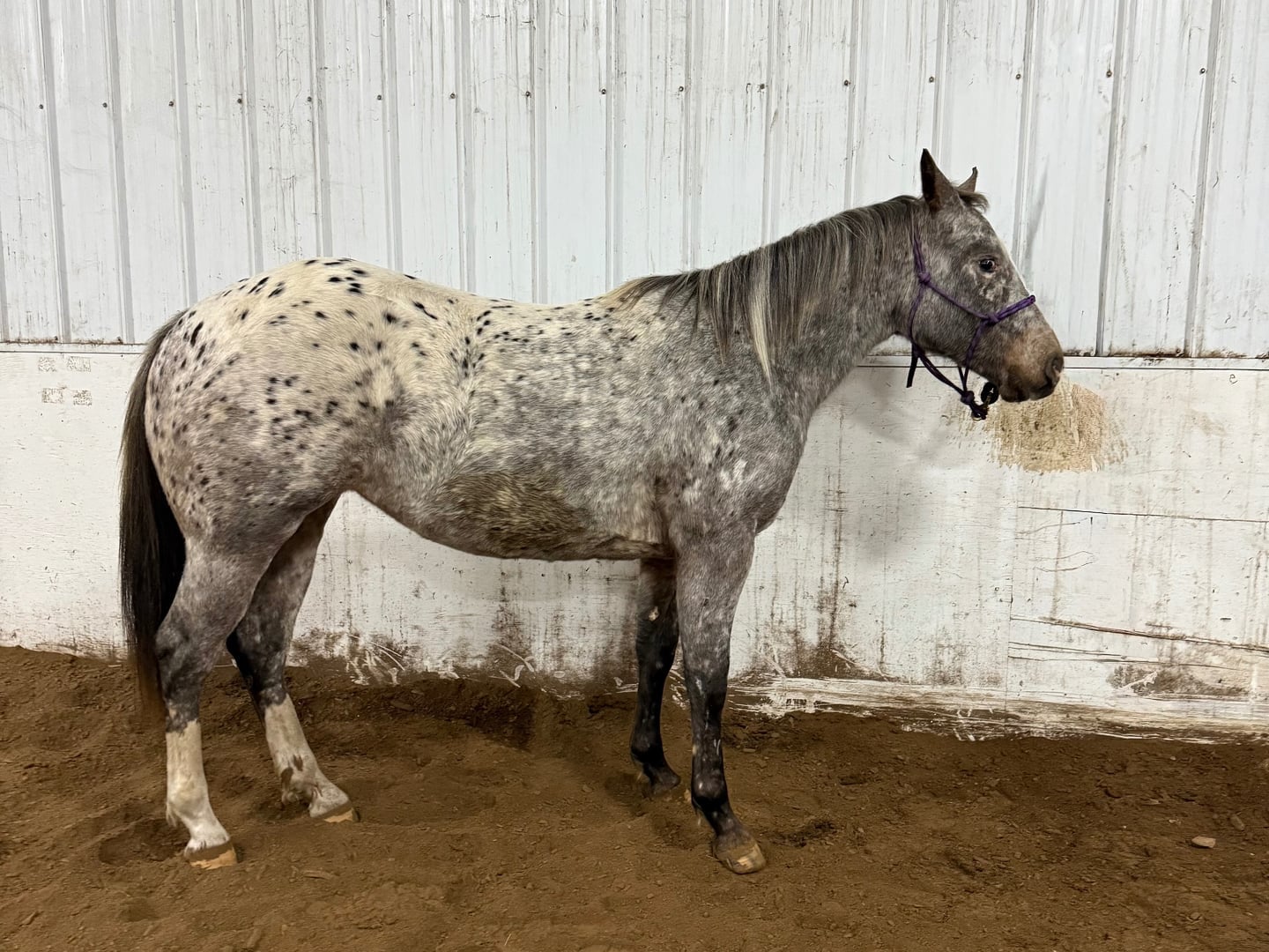 Arya High *PENDING PPE*