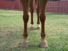 TDM Playboys Kicker - Thumbnail 2