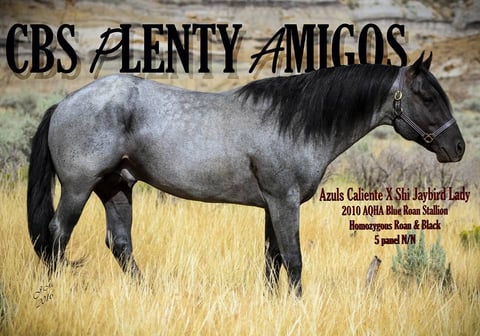 CBS Plenty Amigos - Photo 1