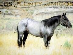 CBS Plenty Amigos - Thumbnail 5