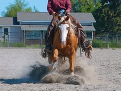 WR Whiz N Chex - Thumbnail 4
