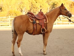 WR Whiz N Chex - Thumbnail 6