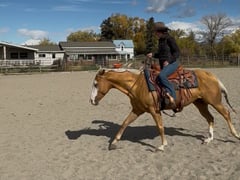 WR Whiz N Chex - Thumbnail 8